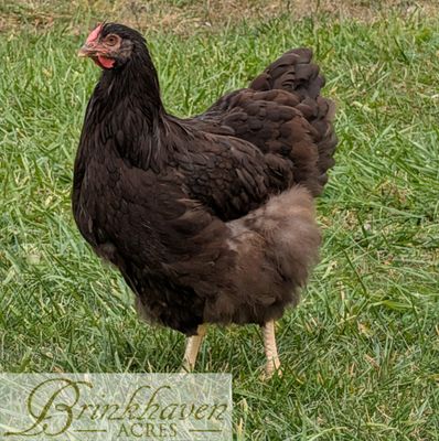Chocolate Wyandotte Day-Old Chicks