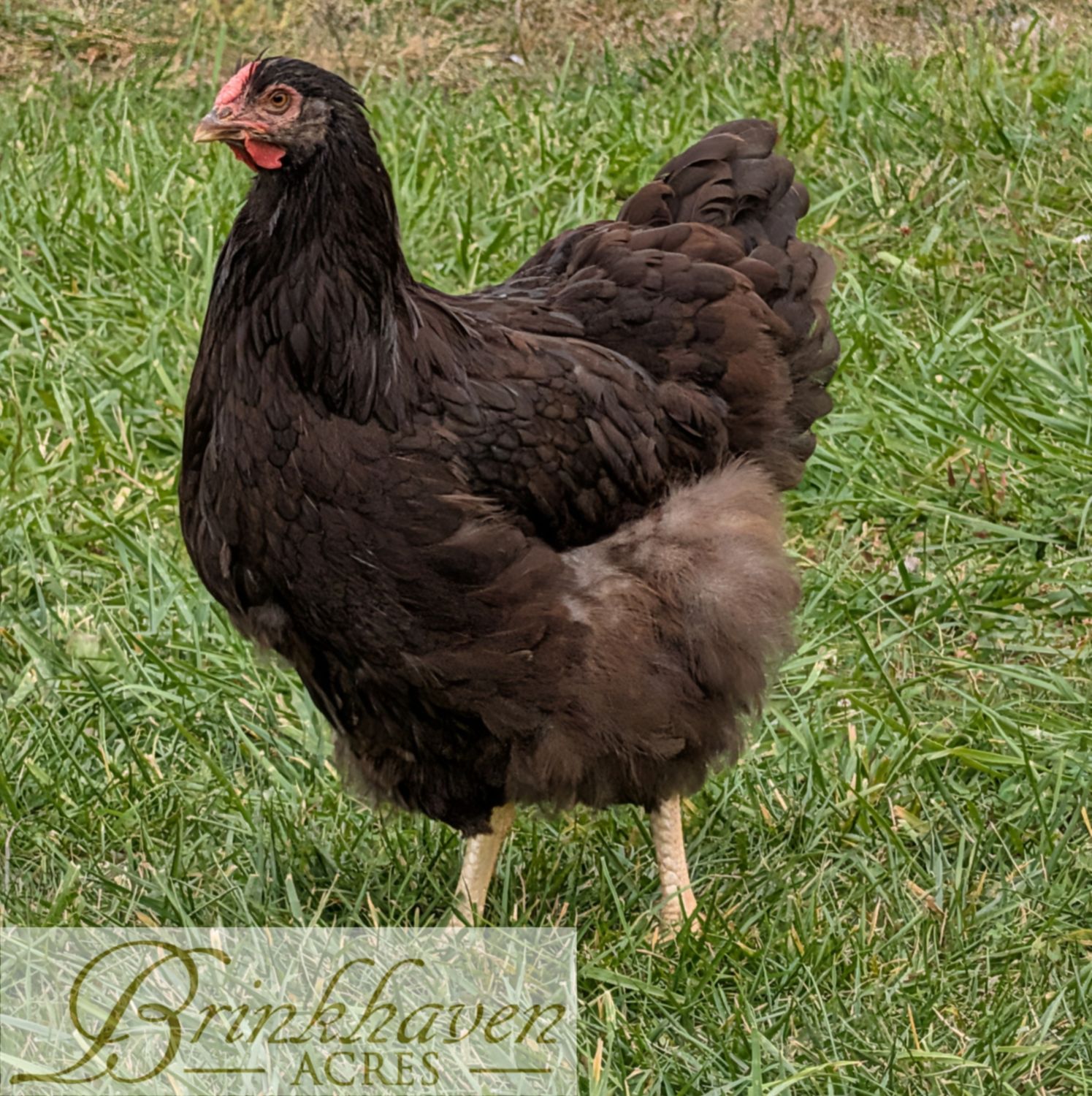 Chocolate Wyandotte Day-Old Chicks
