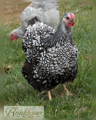 Silver Laced Wyandotte Day-Old Chicks