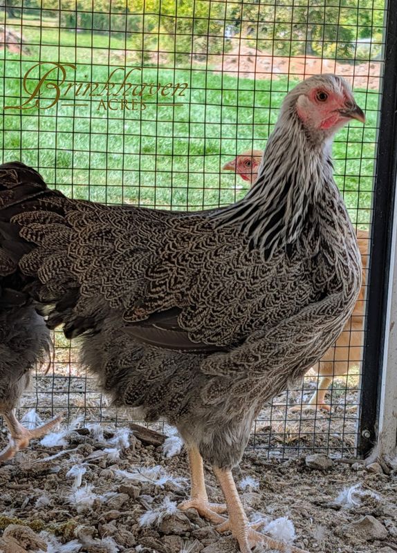 Silver Penciled Wyandotte Started birds