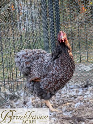 Blue Laced Red Wyandotte Day-Old Chicks