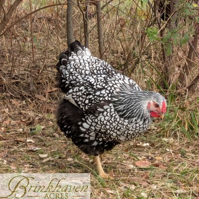 Silver Laced Wyandotte Day-Old Chicks