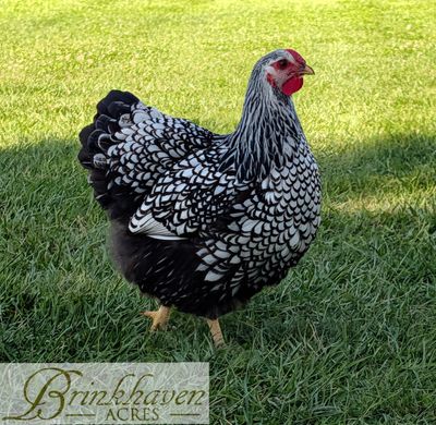 Silver laced wyandotte hen