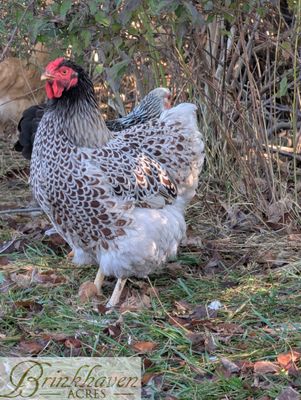 Blue Laced Red Wyandotte Day-Old Chicks