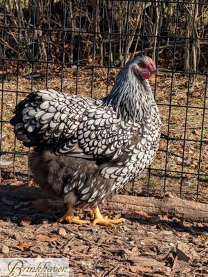 Silver Laced Wyandotte Day-Old Chicks