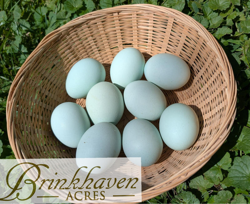 Opal Legbar Day-Old Chicks