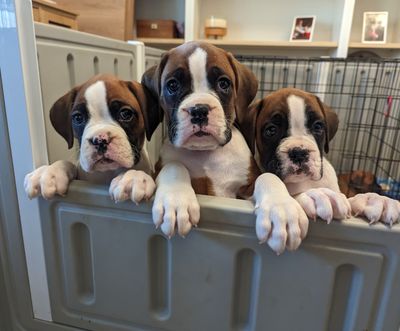 Boxer Puppies