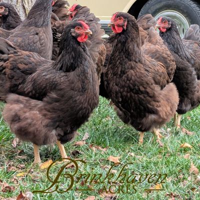Chocolate Wyandotte Flock