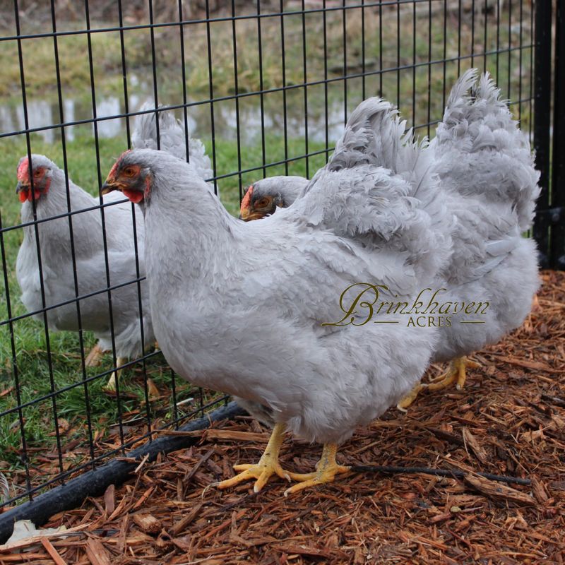 Lavender Wyandotte Hens