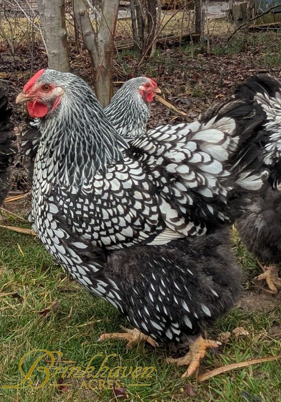 Silver Laced Wyandotte Day-Old Chicks