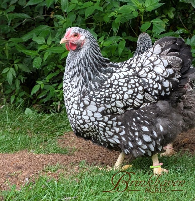 Silver Laced Wyandotte Day-Old Chicks
