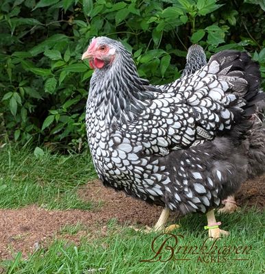 Silver Laced Wyandotte Day-Old Chicks