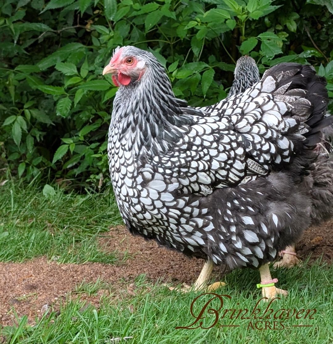 Silver Laced Wyandotte Day-Old Chicks