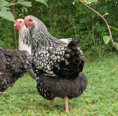 Silver Laced Wyandotte Day-Old Chicks