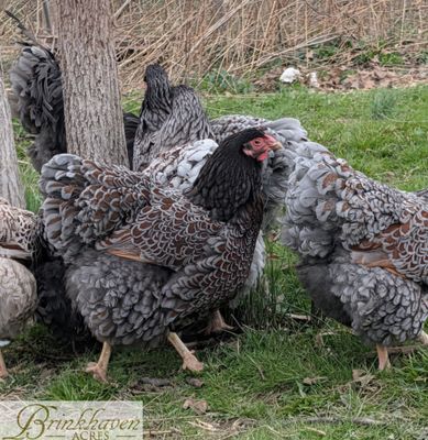 Blue Laced Red Wyandotte Day-Old Chicks