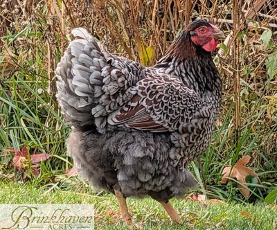 Blue Laced Red Wyandotte Day-Old Chicks