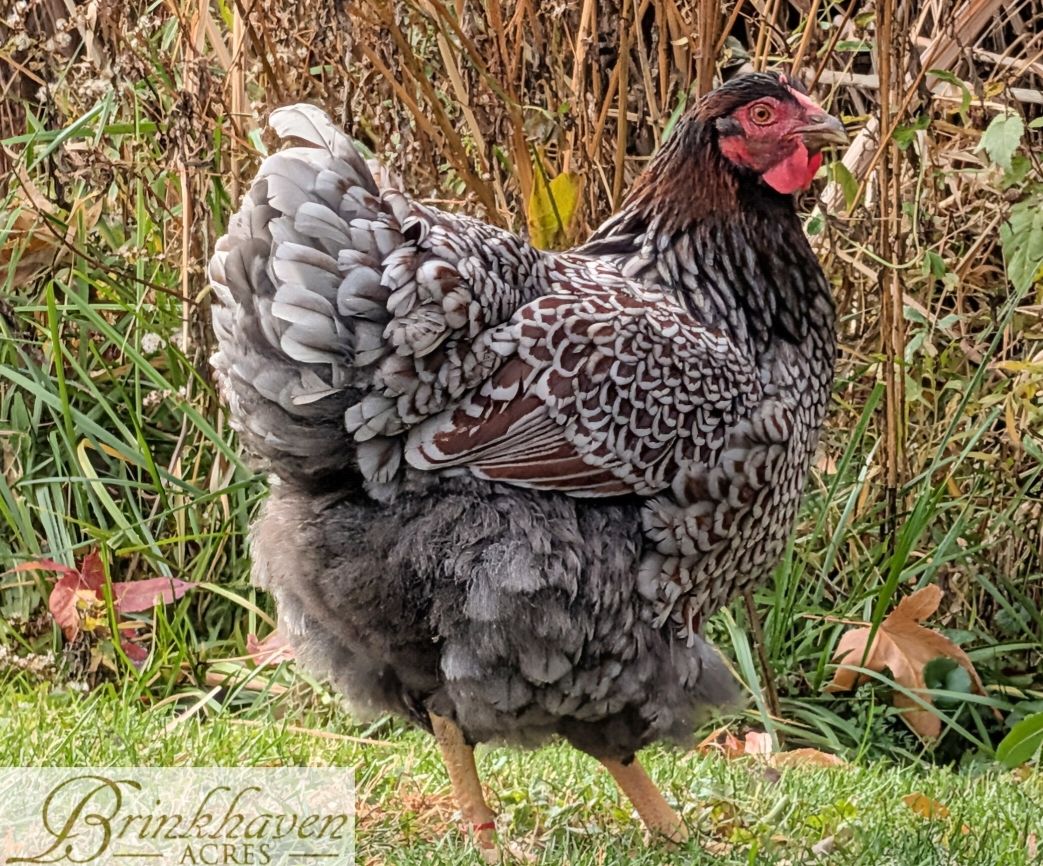 Blue Laced Red Wyandotte Day-Old Chicks