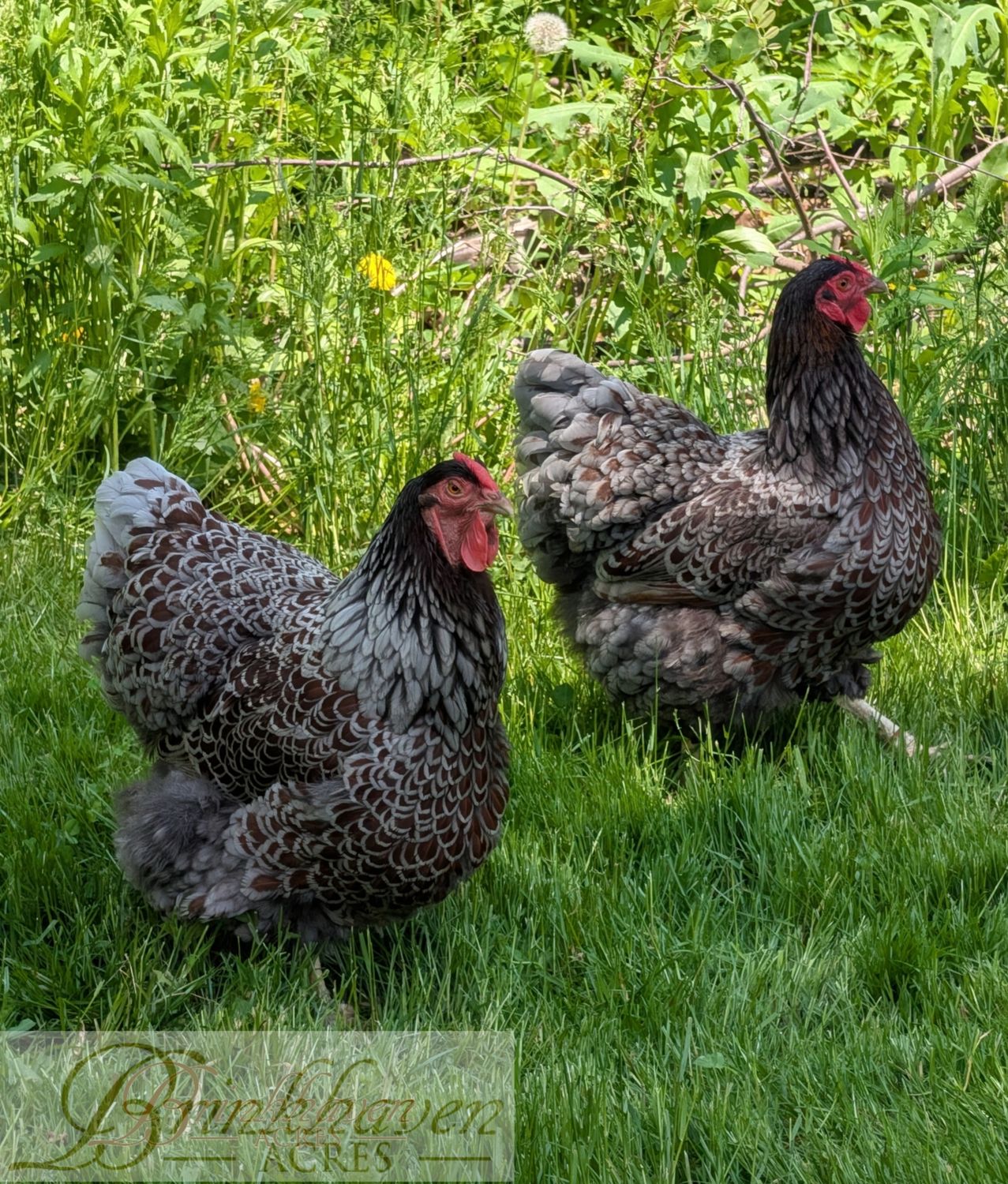 Blue Laced Red Wyandotte (BBS) Day-Old Chicks