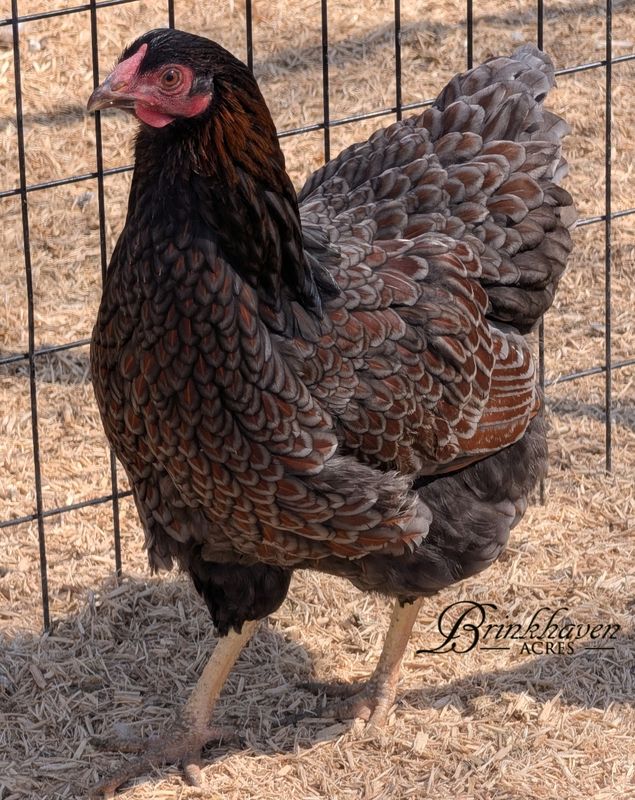 Blue Laced Red Wyandotte (BBS) Day-Old Chicks