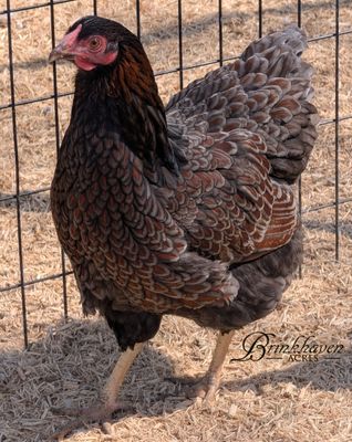 Blue Laced Red Wyandotte (BBS) Day-Old Chicks