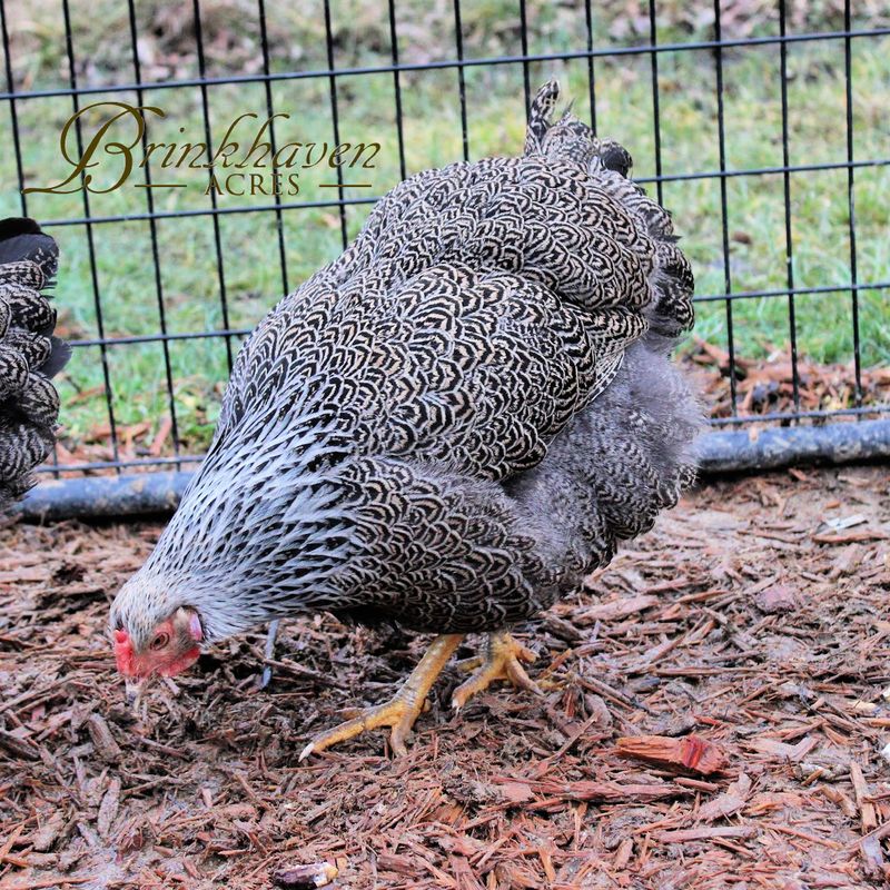Silver Penciled Wyandotte Hen