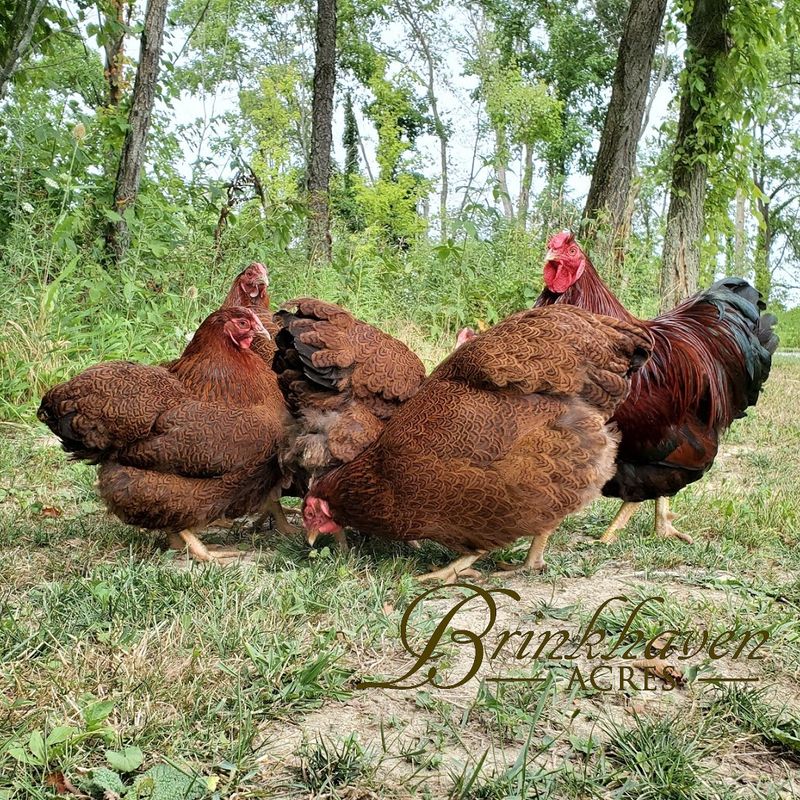 Partridge Wyandottes