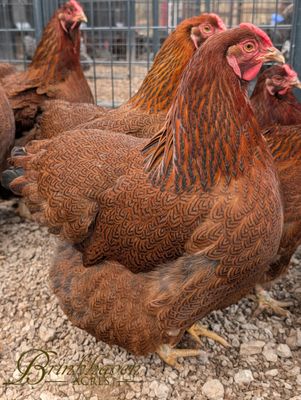Partridge Wyandotte Day-Old Chicks