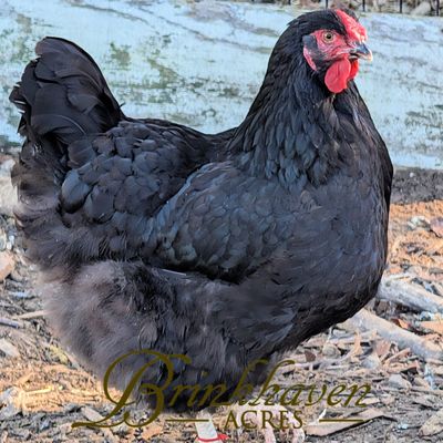 Black Wyandotte Hen