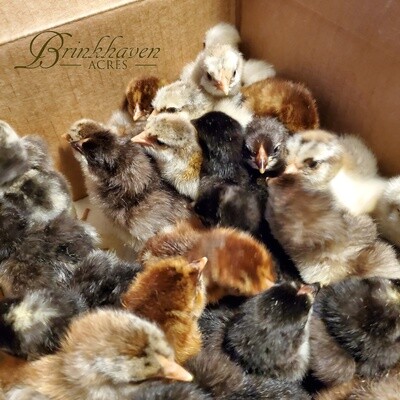 Assorted Wyandotte Chicks