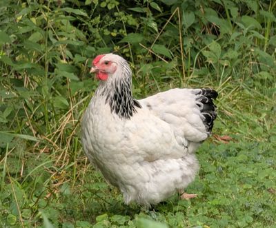 Columbian Wyandotte Started birds