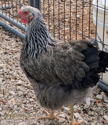 Silver Penciled Wyandotte Started birds