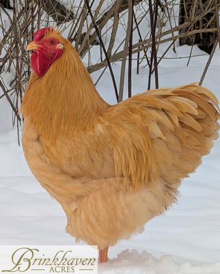 Buff Wyandotte Day-Old Chicks