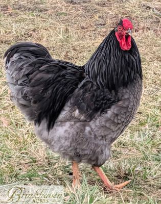 Blue/black/splash Wyandotte Day-Old Chicks
