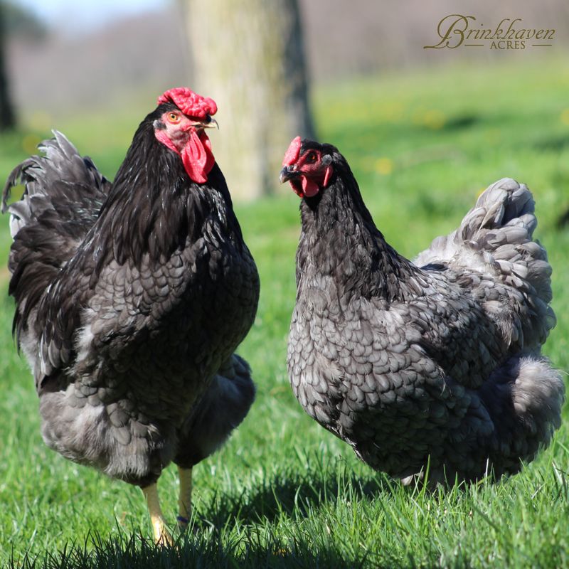Blue/black/splash Wyandotte Day-Old Chicks