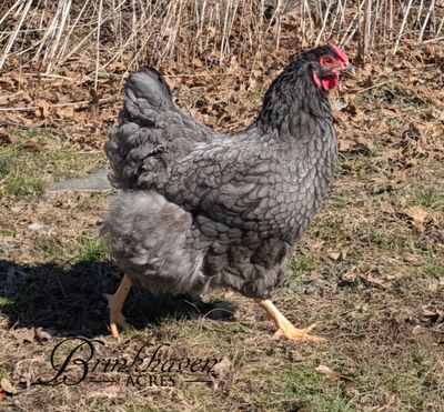 Blue/black/splash Wyandotte Day-Old Chicks