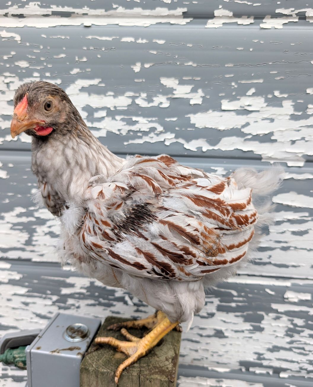 Blue Laced Red Wyandotte Started birds