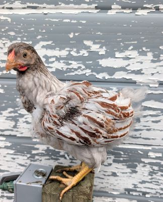 Blue Laced Red Wyandotte Started birds