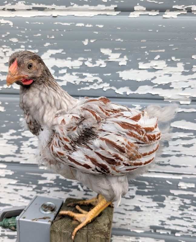 Blue Laced Red Wyandotte Started birds