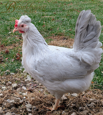 Opal Legbar Day-Old Chicks