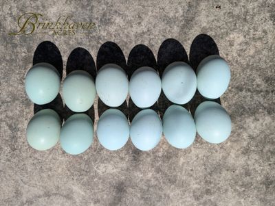 Opal Legbar Day-Old Chicks