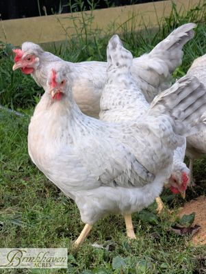Opal Legbar Day-Old Chicks
