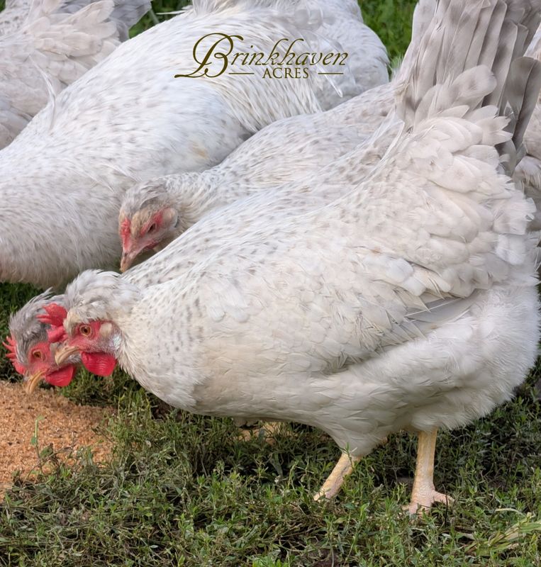 Opal Legbar Day-Old Chicks