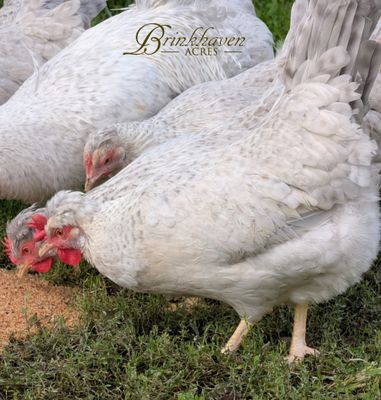Opal Legbar Day-Old Chicks