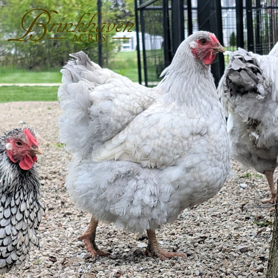 Lavender Laced Silver Wyandotte Hen