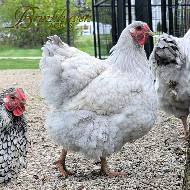 Lavender Laced Silver Wyandotte Hen