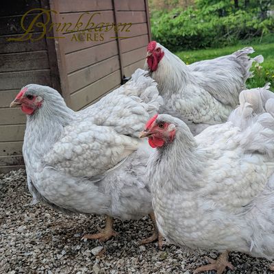 Lavender Laced Silver Wyandottes