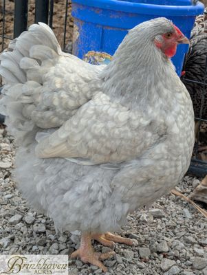 Lavender Laced Silver Wyandotte Day-Old Chicks