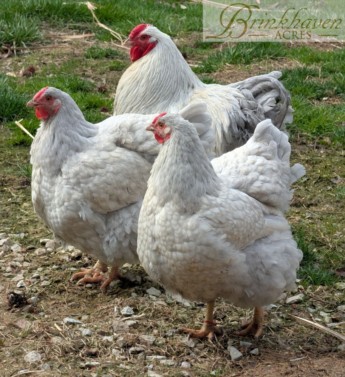 Lavender Laced Silver Wyandotte Day-Old Chicks