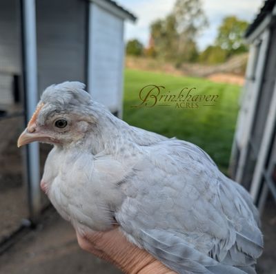 Opal Legbar Started birds