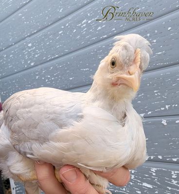 Opal Legbar Started birds